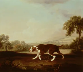 Spanish Pointer